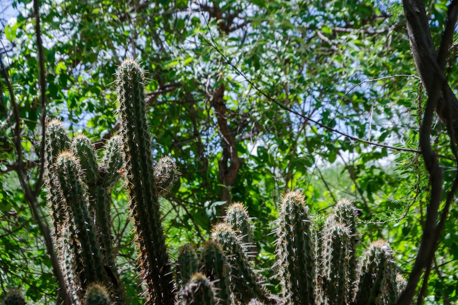 Uma fotografia em plano médio e contraluz destaca um cacto com múltiplos braços verdes e cilíndricos que crescem verticalmente, cobertos por espinhos claros e pontiagudos. A planta ocupa a metade inferior da imagem, com seus gomos projetando-se em direção ao topo, enquanto o fundo é composto por uma vegetação densa e verdejante de árvores com folhas pequenas, criando um efeito de luz filtrada e sombras suaves. A iluminação natural vem de cima, realçando a textura áspera do cacto e o brilho das folhas ao fundo