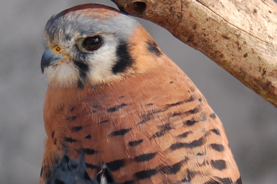Uma ave retratada em um close-up de perfil, destacando sua cabeça e a parte superior do dorso contra um fundo cinza desfocado. A ave possui o topo da cabeça em um tom cinza-azulado, face branca com marcas verticais pretas características próximas aos olhos e um bico curto e curvo. Sua plumagem corporal é predominantemente de um marrom alaranjado intenso, decorada com diversas manchas pretas horizontais em formato de pequenas barras, enquanto um galho seco e texturizado atravessa diagonalmente o canto superior direito da imagem, logo acima da cabeça do pássaro.