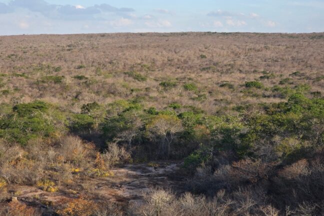 Uma fotografia panorâmica da Caatinga sob uma perspectiva elevada, mostrando a vastidão da mata seca sob um céu azul claro com nuvens esparsas ao fundo. A vegetação é densa e composta por arbustos e árvores baixas, predominando tons de cinza e castanho-claro, com ocasionais pontos de verde vivo que resistem à seca. Em primeiro plano, o solo é rochoso e irregular, com pequenas plantas rasteiras e cactos espalhados. A paisagem se estende até o horizonte