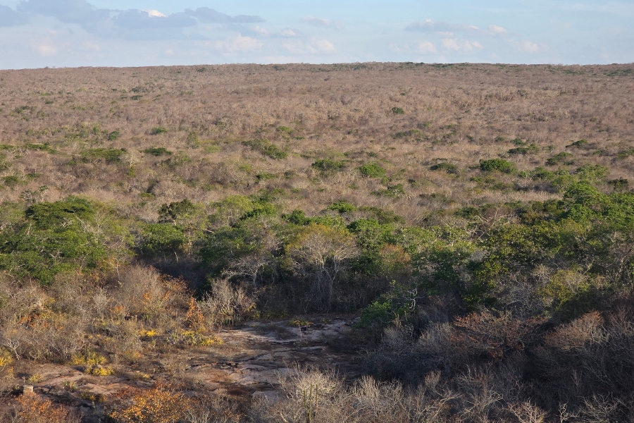 Uma fotografia panorâmica da Caatinga sob uma perspectiva elevada, mostrando a vastidão da mata seca sob um céu azul claro com nuvens esparsas ao fundo. A vegetação é densa e composta por arbustos e árvores baixas, predominando tons de cinza e castanho-claro, com ocasionais pontos de verde vivo que resistem à seca. Em primeiro plano, o solo é rochoso e irregular, com pequenas plantas rasteiras e cactos espalhados. A paisagem se estende até o horizonte