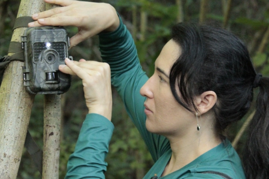 A imagem apresenta uma mulher de perfil, com pele clara e cabelos escuros presos em um rabo de cavalo, focada em ajustar uma câmera de monitoramento de fauna (trapagem fotográfica) presa ao tronco de uma árvore em uma área de mata. Ela veste uma blusa de manga longa na cor verde-petróleo e usa um brinco pendente delicado. Suas mãos posicionam cuidadosamente o equipamento, que possui uma estampa de camuflagem militar para se misturar ao ambiente natural. O fundo da imagem é composto por folhagens verdes levemente fora de foco, sugerindo um ambiente de floresta densa, e a iluminação é suave, típica de luz natural filtrada pela copa das árvores.