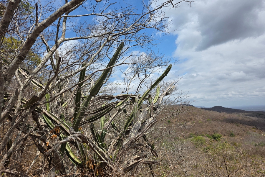 Foto de uma paisagem da Caatinga sob um céu azul com nuvens brancas e cinzentas. Em primeiro plano, à esquerda, destaca-se um mandacaru, um cacto alto com braços verdes e espinhosos que se projetam para cima, entrelaçados com galhos secos e retorcidos de árvores sem folhas. Ao fundo, a vista se abre para uma vasta encosta serrana coberta por uma vegetação predominantemente cinza e acastanhada devido à estiagem, com pequenos pontos de verde resistente no vale. O horizonte é marcado por montanhas suaves que se perdem de vista sob a luz clara do dia