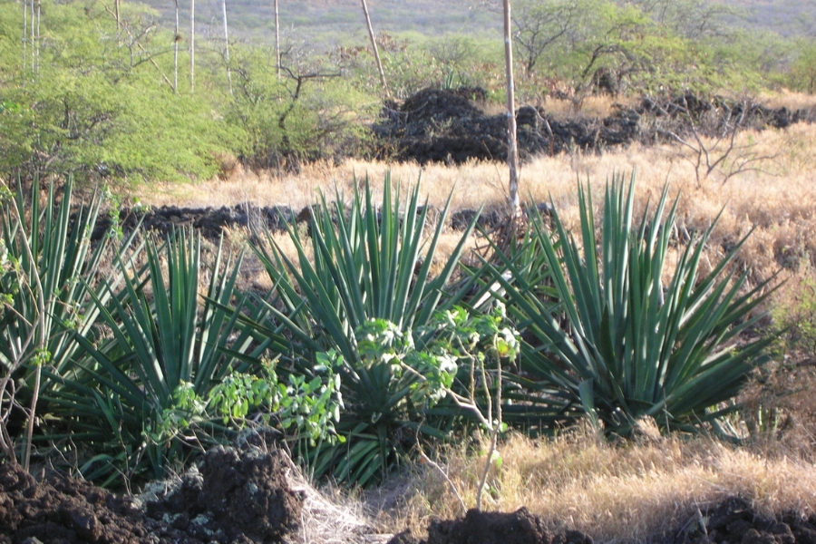 A imagem apresenta três plantas de sisal (Agave sisalana) em destaque, caracterizadas por suas longas folhas verdes, rígidas e pontiagudas que se abrem em formato de roseta a partir do solo. Elas estão situadas em um terreno árido e pedregoso, cercadas por gramíneas secas de tom amarelado e rochas vulcânicas escuras em primeiro plano. Ao fundo, a paisagem é composta por vegetação esparsa, com arbustos verdes e troncos finos e altos que se elevam contra uma encosta suave, sob uma iluminação natural que sugere o final de tarde.