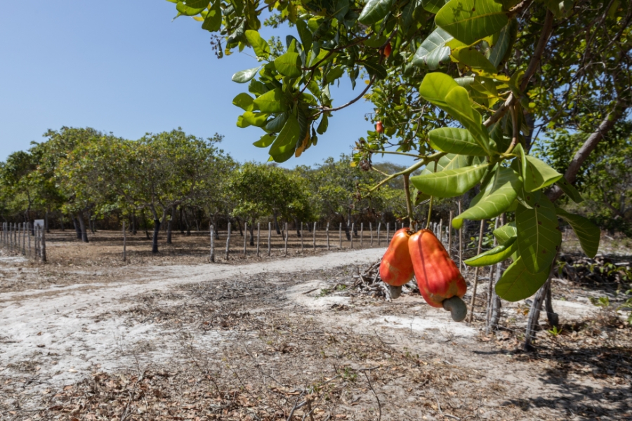 Fotografia horizontal colorida. No primeiro plano, à direita, um galho de cajueiro pende com folhas verdes vibrantes e dois cajus maduros, de cor alaranjada intensa, com suas castanhas cinzentas acopladas na base. O cenário ao fundo mostra um pomar de cajueiros de tronco fino organizados em um terreno de areia clara e solo seco, delimitado por uma cerca rústica de estacas de madeira e arame. Uma trilha de areia batida atravessa a área sob um céu azul limpo e sem nuvens, iluminada pela luz solar forte que projeta sombras nítidas sob as árvores