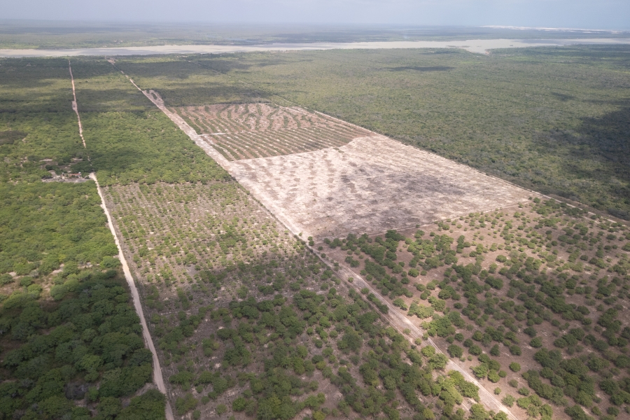 No centro da imagem, destaca-se uma grande área retangular desmatada e de solo claro, onde os cajueiros foram plantados em fileiras organizadas e simétricas, criando um padrão geométrico que contrasta com a vegetação nativa densa e desordenada ao redor. À esquerda e abaixo dessa clareira, o pomar se torna mais ralo, com árvores individuais espalhadas sobre o terreno seco e arenoso. Estradas de terra retas cortam a mata verde, servindo de acesso às plantações, enquanto grandes sombras de nuvens se projetam sobre o solo