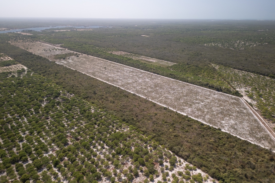 No centro da imagem, destaca-se uma extensa clareira retangular de solo arenoso e muito claro, onde mudas jovens de cajueiros estão plantadas em fileiras perfeitamente alinhadas, criando um padrão pontilhado sobre a terra branca. Esta área é cercada por uma densa vegetação nativa de tons verde-escuros que separa os diferentes talhões de cultivo. No canto inferior esquerdo, observa-se um pomar mais antigo com árvores maiores e copas arredondadas, também organizadas em linhas simétricas. Ao fundo, a paisagem se estende até uma lagoa azulada sob um céu pálido