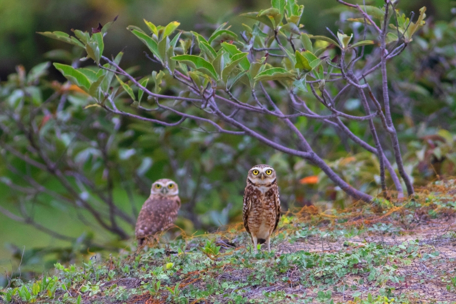 Duas pequenas corujas de plumagem marrom e bege pintada estão em destaque sobre um solo arenoso coberto por pequenas plantas rasteiras verdes. A coruja à direita está em primeiro plano, em pé e encarando a câmera com seus grandes olhos amarelos e expressivos, enquanto a segunda coruja está um pouco mais ao fundo, à esquerda, também voltada para frente. Atrás delas, erguem-se galhos finos de um arbusto com folhas verdes ovais, que criam um arco natural sobre as aves, com um fundo de vegetação levemente desfocado em tons de verde e terrosos