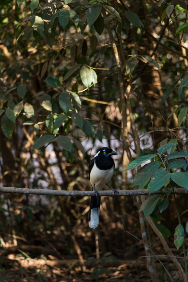 A imagem mostra uma ave de médio porte, conhecida como Cancão, pousada horizontalmente em um galho fino e reto. A foto foi tirada em um ambiente de mata, com luz solar filtrada criando pontos de luz e sombra na vegetação ao fundo.