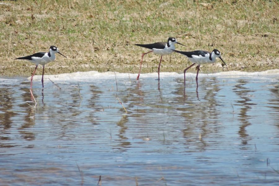 Esta fotografia horizontal captura três aves em águas rasas. As aves possuem pernas rosadas muito longas e finas, corpo com plumagem branca no peito e preta nas costas e asas, além de uma mancha branca característica acima dos olhos em suas cabeças pretas. Duas aves estão à direita, caminhando juntas com seus bicos longos e pretos apontados para a água, enquanto a terceira está um pouco mais à esquerda. A água da lagoa é calma, refletindo o azul do céu e as silhuetas das aves, com uma faixa de espuma branca na margem que encontra um terreno de vegetação rasteira e seca ao fundo