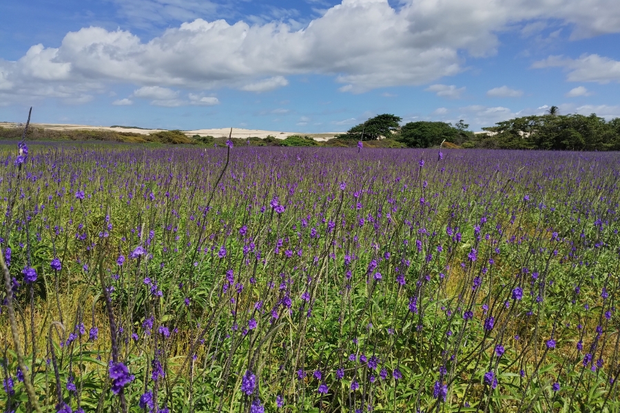 Esta fotografia horizontal exibe um vasto campo de restinga coberto por inúmeras flores roxas pequenas e vibrantes, que crescem em hastes finas e verdes, criando um tapete colorido que se estende até o horizonte. No plano médio, a vegetação de flores encontra uma linha de arbustos e árvores verdes baixas, típicas de regiões litorâneas. Ao fundo, sob um céu azul brilhante com nuvens brancas e volumosas, avistam-se dunas de areia clara que delimitam a paisagem