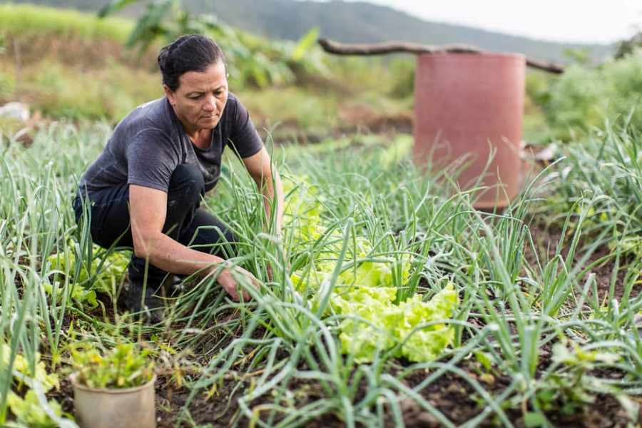 Uma mulher de pele clara e cabelos escuros presos em um coque aparece agachada em uma horta vibrante, cuidando com atenção das plantas. Ela veste uma camiseta cinza escura e calças pretas, concentrando o olhar no cultivo à sua frente. A plantação é composta por fileiras de cebolinhas verdes e altas intercaladas com pés de alface crespa de um verde claro e brilhante. O solo é escuro e úmido, sugerindo cuidado constante. Ao fundo, o cenário campestre revela uma vegetação densa e morros sob um céu claro, além de um grande tambor avermelhado que compõe o ambiente rural. A iluminação é natural e suave
