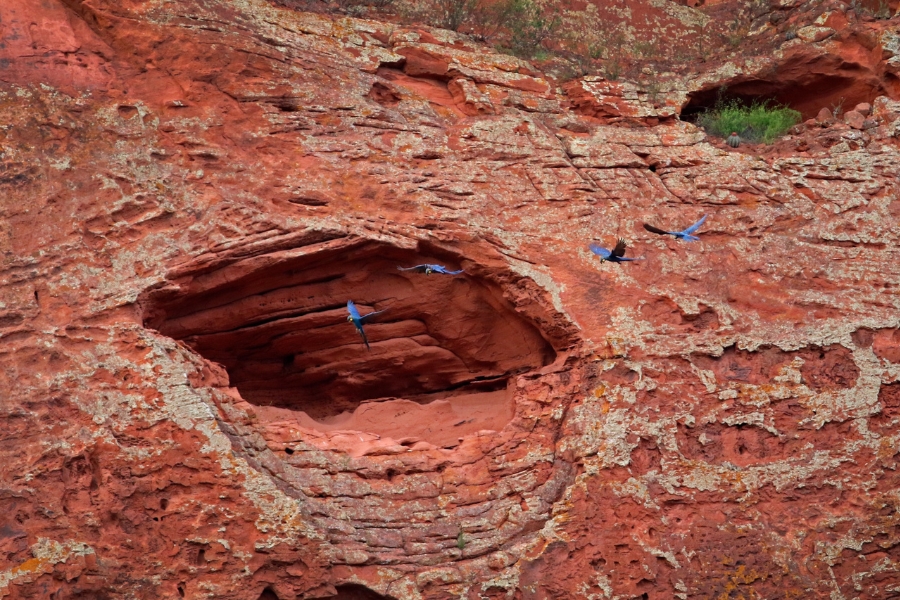 Vista panorâmica mostrando quatro araras voando próximas a uma grande formação circular esculpida na rocha de um cânion.