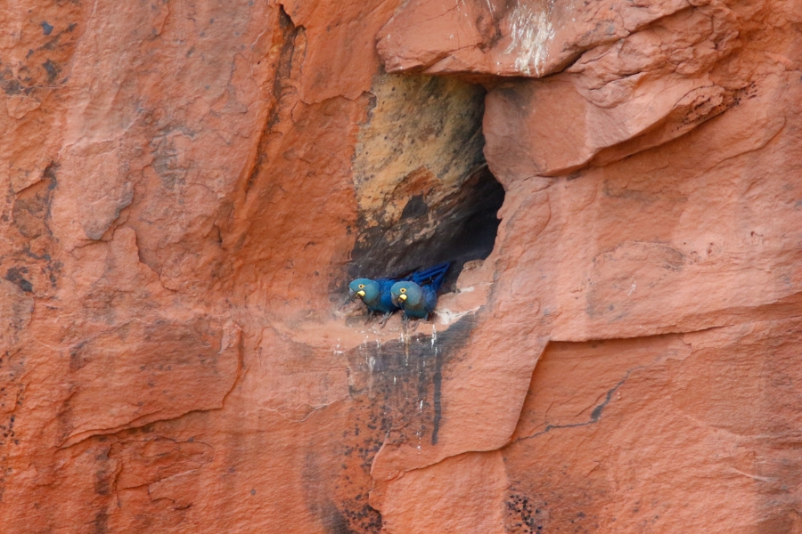 Close de duas araras espiando de dentro de um pequeno nicho escuro em um paredão de pedra rústico e alaranjado.