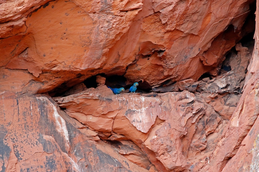 Duas araras azuis abrigadas em uma fenda horizontal de uma encosta rochosa alaranjada, destacando o contraste de cores.
