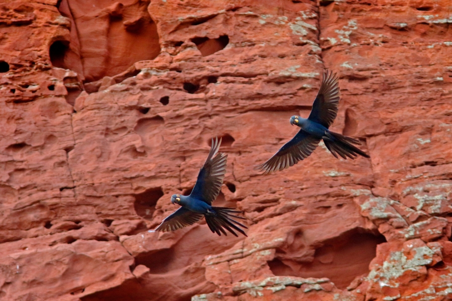 Par de araras em voo sincronizado diante de um imenso paredão de arenito vermelho repleto de cavidades naturais e texturas.