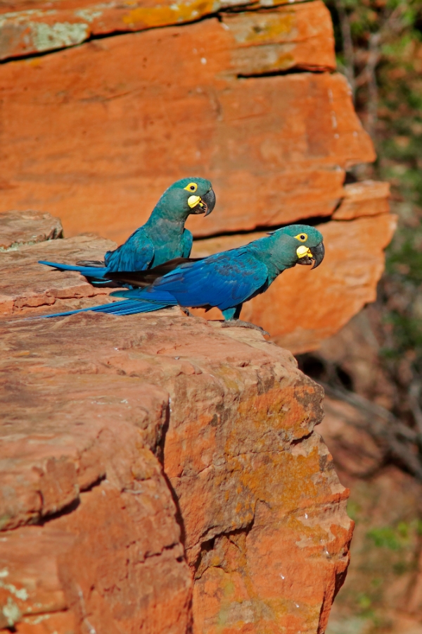 Duas araras azuis em um paredão de rocha avermelhada sob luz solar direta. Elas observam o horizonte a partir da borda do penhasco.