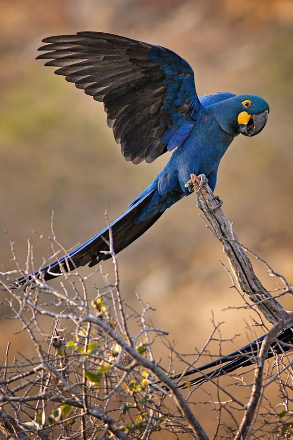 Uma Arara-azul-de-lear pousada em um galho seco com as asas abertas, pronta para alçar voo. O fundo é suave em tons terrosos.