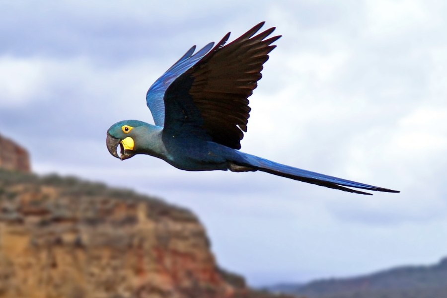 Arara-azul-de-lear em voo lateral contra um céu nublado, com o bico levemente aberto e montanhas desfocadas ao fundo.