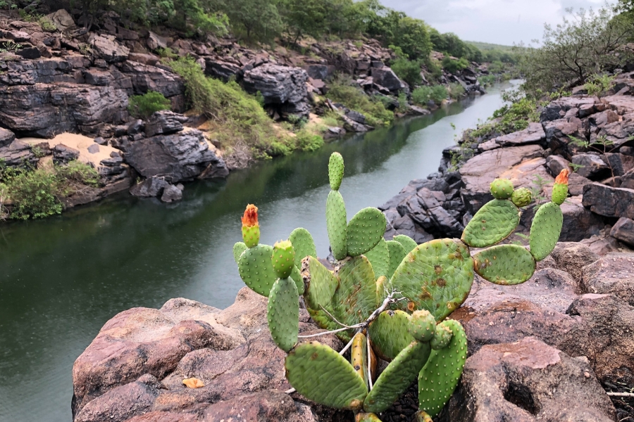 Foto de uma vista panorâmica de um Cânion destacando o contraste entre a aridez das rochas e a vitalidade da água e da vegetação. Em primeiro plano, sobre uma formação rochosa escura e irregular, sobressai um cacto em formato de palma com pequenos frutos e flores em tons de laranja. Ao fundo, o rio serpenteia calmamente entre paredões de pedra estratificada, refletindo a tonalidade escura das margens e da vegetação de Caatinga que recobre as encostas. O céu nublado sugere um dia chuvoso ou úmido