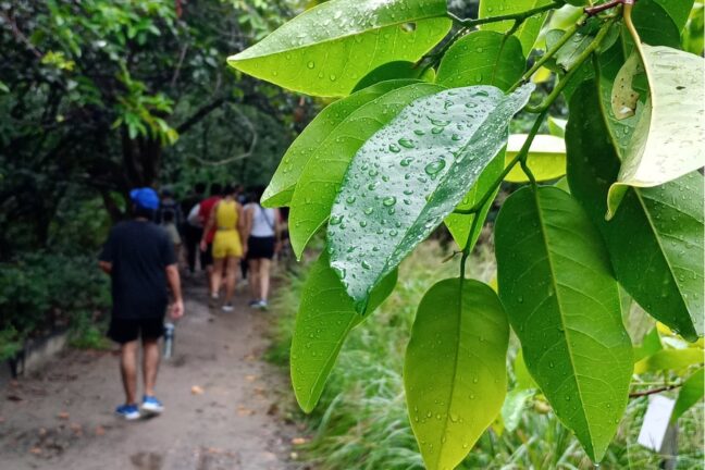 A imagem destaca em primeiro plano folhas verdes vibrantes e alongadas, cobertas por delicadas gotas de chuva que brilham sob a luz suave. O foco se concentra na textura da flora, enquanto o plano de fundo, levemente desfocado, revela uma trilha de terra onde um grupo de pessoas caminha. Entre os transeuntes, destaca-se um homem de boné azul e camiseta preta, além de outras pessoas com roupas esportivas coloridas, sugerindo um passeio guiado ou uma caminhada recreativa em um parque ou reserva natural após uma chuva recente.