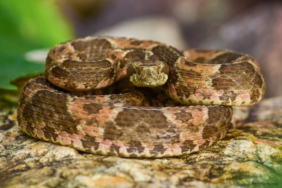 Retrato frontal da serpente em posição defensiva. O foco está nos olhos e no "focinho" arrebitado. As cores avermelhadas nas laterais do corpo são vibrantes, destacando-se sobre a superfície rochosa.