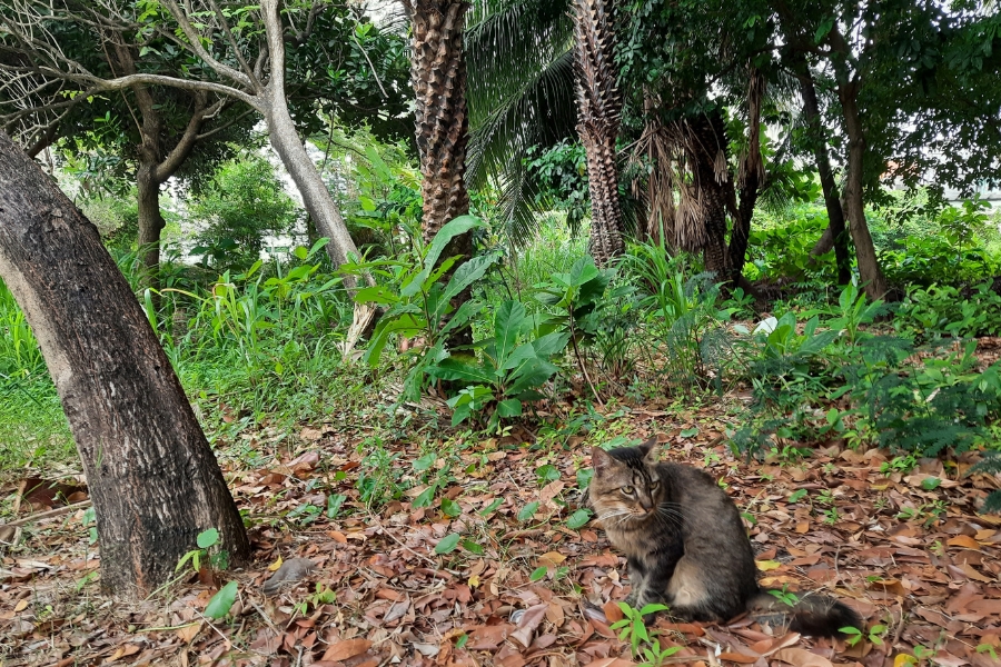 A imagem captura um gato de pelagem mesclada em tons de marrom e cinza, sentado calmamente sobre um tapete de folhas secas em uma área arborizada. O felino, que possui listras escuras e uma cauda felpuda, olha para o lado com atenção, integrando-se naturalmente às cores terrosas do solo. Ao fundo, a vegetação é densa e variada, composta por troncos de árvores de diferentes texturas, arbustos verdes e palmeiras, criando um ambiente de refúgio natural sob a luz suave do dia.