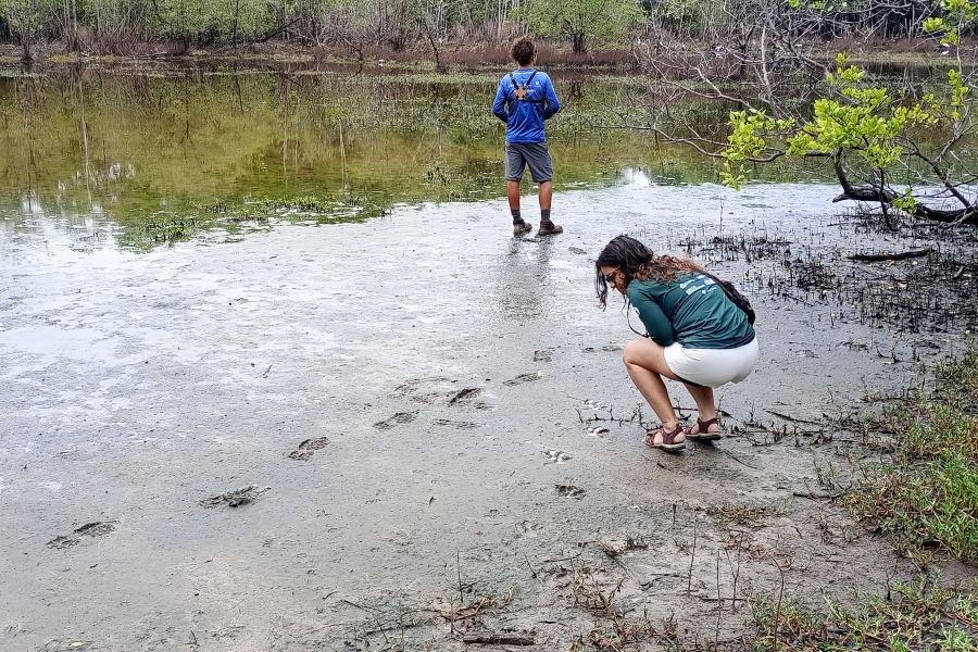 Esta imagem captura uma cena de exploração e pesquisa em um ecossistema de manguezal, com solo lamacento e águas rasas cercadas por vegetação típica e árvores com raízes expostas. Em primeiro plano, uma mulher vestindo uma camisa verde-clara com logotipos e shorts brancos está agachada, examinando de perto rastros ou elementos na lama, com o rosto voltado para o chão. Atrás dela, um homem com uma camisa azul de manga longa, também com logotipos, e shorts cinzas está de pé, de costas para a câmera, observando a extensão do mangue. Pegadas recentes são visíveis na lama úmida, e a vegetação de mangue com folhas verdes brilhantes ocupa o lado direito e o fundo, sob um céu claro e nublado.