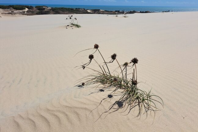 A imagem apresenta uma vasta paisagem de dunas de areia clara sob um céu azul límpido, com o oceano visível ao fundo na linha do horizonte. Em primeiro plano, destaca-se um pequeno tufo de vegetação rasteira, típica de restinga, com folhas verdes finas e hastes longas que terminam em inflorescências secas e arredondadas de cor marrom. A areia exibe padrões ondulados suaves criados pelo vento, e as sombras nítidas das plantas projetadas no solo indicam a presença de uma luz solar intensa. Ao longe, no lado esquerdo, observa-se uma área de vegetação mais densa e escura que contrasta com a brancura predominante das dunas, reforçando o aspecto preservado e natural do cenário costeiro.