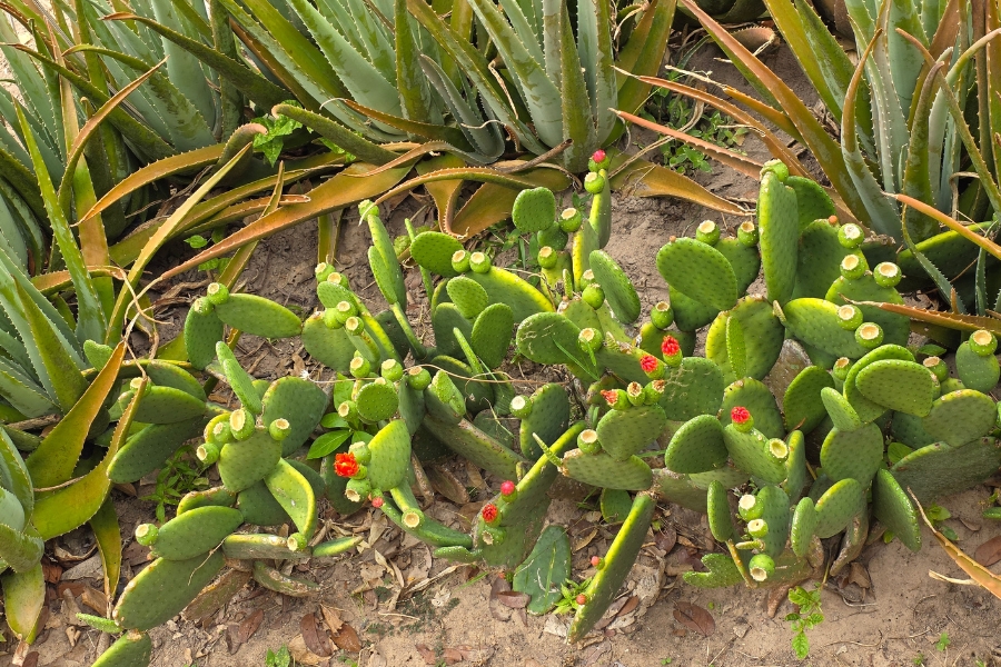 A imagem apresenta uma vegetação rasteira onde se destacam palmas espinhosas com pequenos botões florais vermelhos. Ao fundo, longas folhas de Aloé Vera (babosa) em tons de verde e bronze compõem o cenário árido, característico de áreas de preservação ou cultivo no Nordeste.