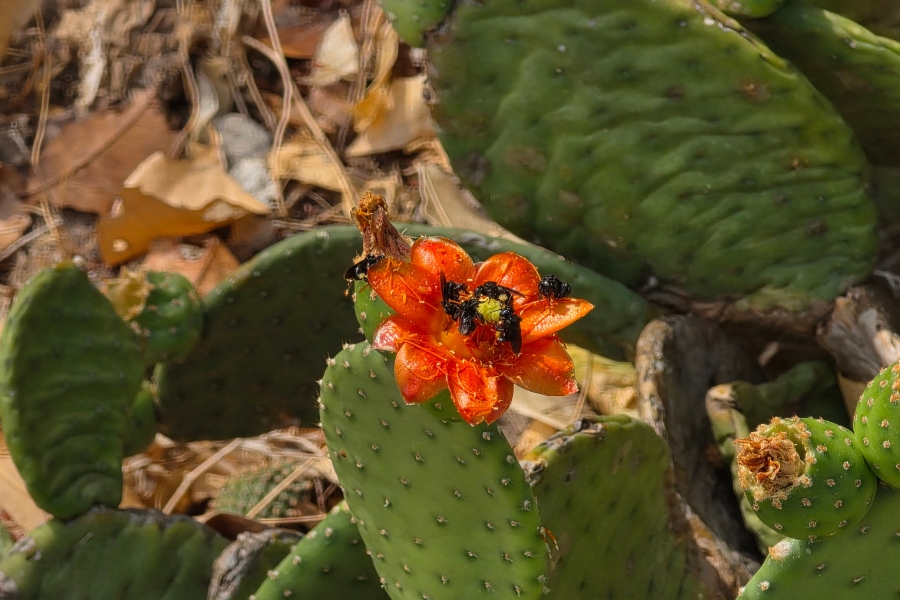 Um close vibrante mostra uma flor de cacto alaranjada em pleno desabrochar. Sobre ela, várias abelhas pretas (provavelmente nativas) coletam pólen. O fundo revela os artículos verdes e espinhosos do cacto e solo com folhas secas, destacando a polinização na Caatinga.