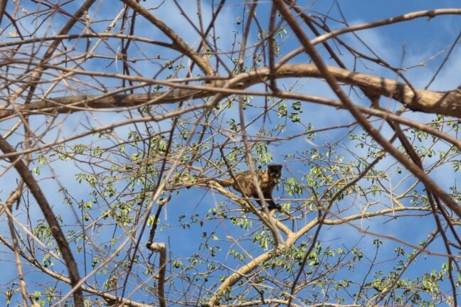 Um macaco-prego é capturado entre os galhos de uma árvore de dossel aberto. O animal olha diretamente para a câmera, equilibrando-se em um tronco fino. O fundo é composto por um céu azul com nuvens esparsas, ressaltando a fauna silvestre em seu habitat natural.