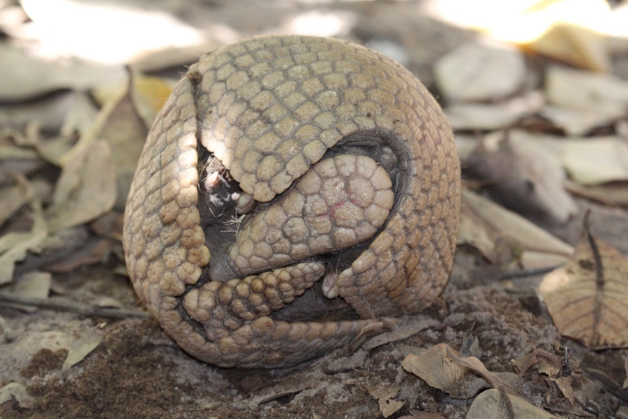 Captura o animal quase totalmente fechado no solo. A cabeça e a cauda se encaixam com precisão milimétrica nas fendas da carapaça, demonstrando como o tatu-bola se transforma em uma "bola" rígida. O fundo é composto por terra e folhas secas