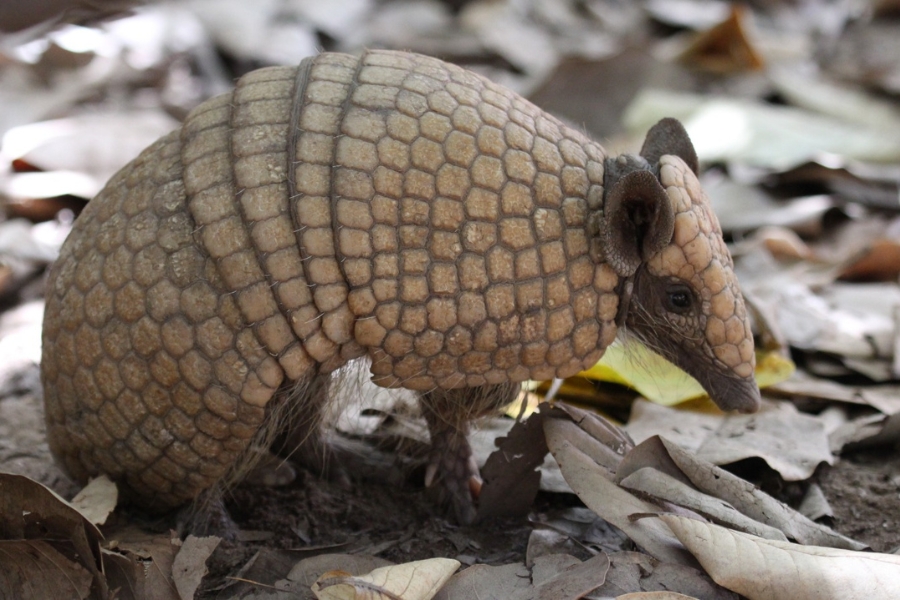 O tatu-bola é visto de perfil sobre folhas secas. Ele está parcialmente curvado, revelando as placas dérmicas em tons de bege e marrom. É possível observar detalhes da cabeça protegida por escamas, uma das orelhas pequenas e os pelos claros que crescem na parte inferior do corpo.