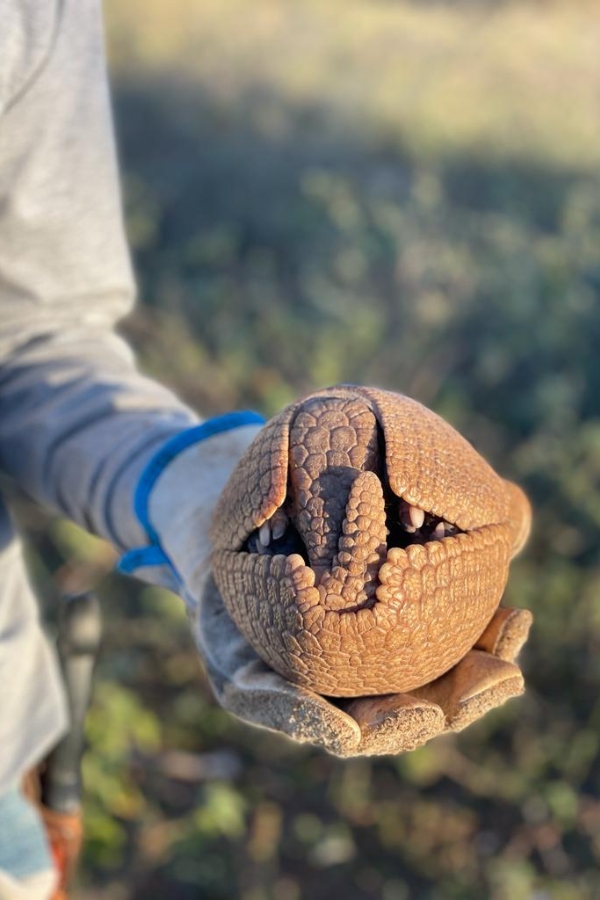 Close-up de um tatu-bola completamente fechado em formato de esfera, sendo segurado por uma mão com luva protetora.