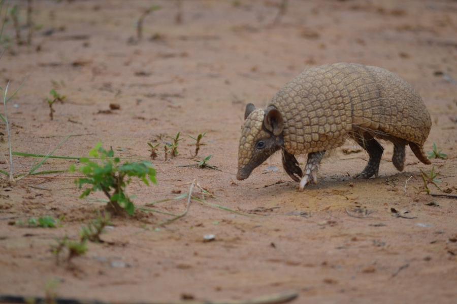 Plano aberto mostrando o tatu-bola caminhando em terreno arenoso com vegetação rasteira. A postura exibe suas quatro patas em movimento e a cauda curta.