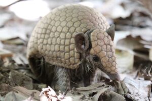 Close-up do tatu entre a folhagem. A foto destaca a textura rugosa da testa e as orelhas arredondadas. O animal parece farejar o chão, com os pelos sensoriais (vibrissas) visíveis perto do focinho