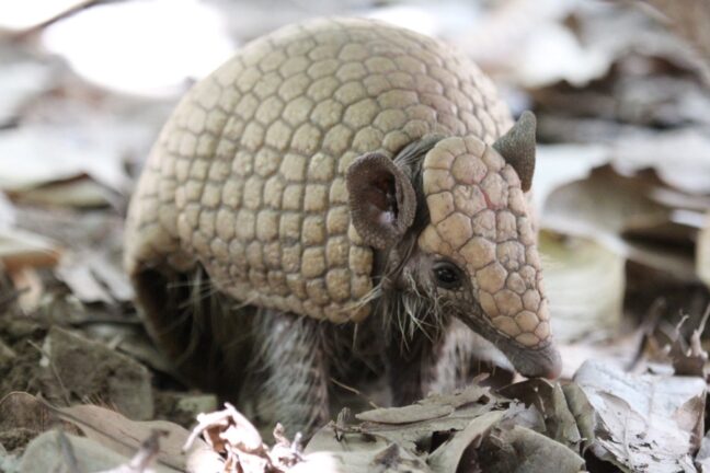 Close-up do tatu entre a folhagem. A foto destaca a textura rugosa da testa e as orelhas arredondadas. O animal parece farejar o chão, com os pelos sensoriais (vibrissas) visíveis perto do focinho