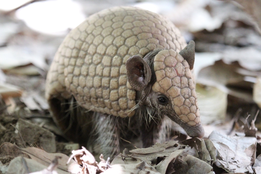 Esta imagem apresenta um close-up detalhado de um tatu-bola (Tolypeutes tricinctus), espécie emblemática da fauna brasileira, em seu habitat natural. O animal é mostrado em meio a uma camada de folhas secas, destacando sua carapaça amarelada composta por placas poligonais rígidas que lembram uma armadura geométrica. É possível observar nitidamente sua cabeça protegida por escamas similares, suas orelhas pequenas e arredondadas, e os pelos claros que crescem na parte inferior do corpo. A fotografia captura o animal em um momento de vulnerabilidade ou curiosidade, reforçando a importância da preservação da biodiversidade na região do Cânion do Rio Poti e demais áreas de Caatinga e Cerrado.