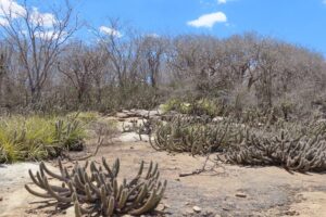Terreno arenoso e plano repleto de cactos de pequeno porte ramificados (Xique-Xique) em primeiro plano. Ao fundo, ergue-se uma barreira de árvores e arbustos secos e sem folhas contra um céu azul com poucas nuvens.