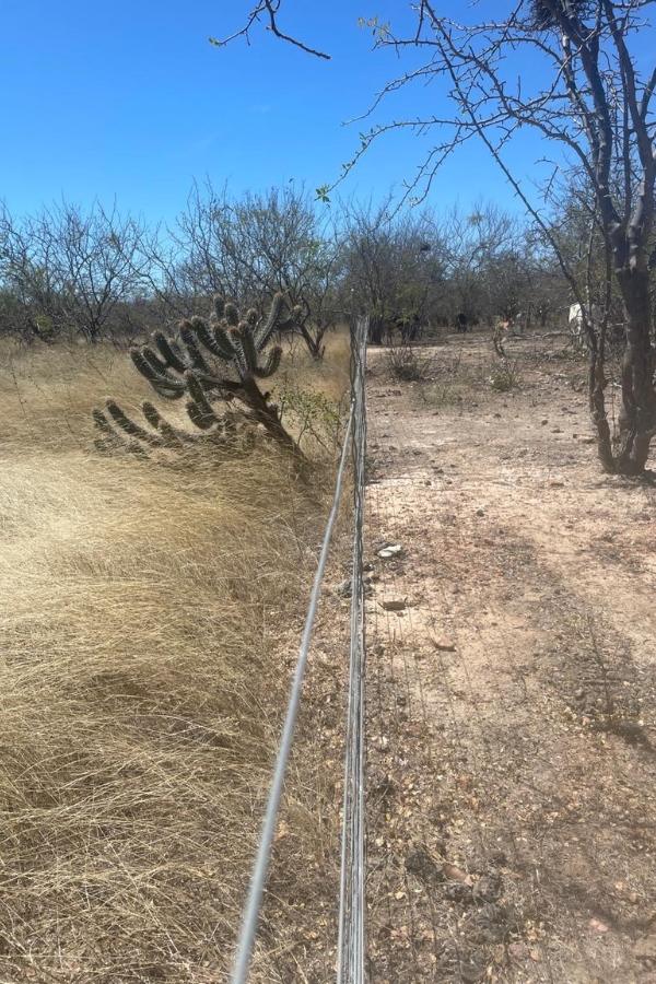 Uma cerca de arame divide o terreno: à esquerda há vegetação densa de gramíneas altas e secas com um cacto; à direita o solo está descampado e seco.