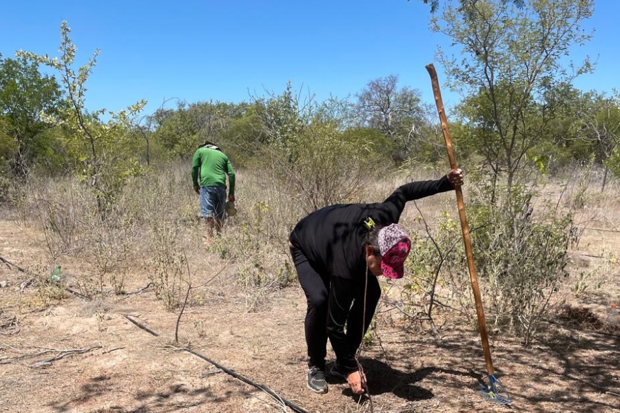 Mulher de blusa preta abaixada mexendo no chão semiárido com um rastelo longo e um homem de verde caminhando ao fundo entre a vegetação rasteira.