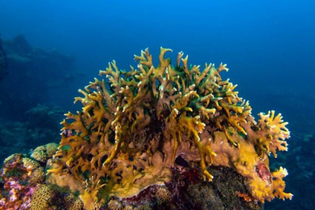 Fotografia subaquática em close de um coral-de-fogo (Millepora alcicornis) em seu habitat natural. A estrutura ramificada de cor amarelada e marrom destaca-se contra o fundo azul profundo do oceano.