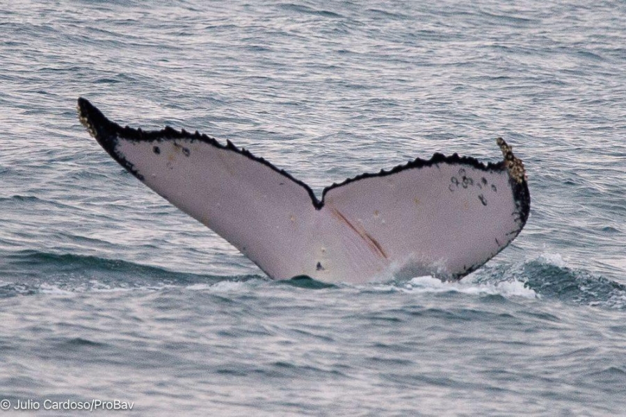 Uma baleia-jubarte emerge parcialmente na superfície do mar, exibindo sua nadadeira dorsal escura e marcas na pele. A água ao redor está agitada e espumosa, sob um fundo cinzento e encoberto.