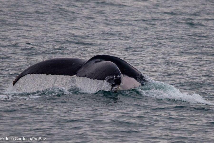 A cauda de uma baleia-jubarte projeta-se verticalmente para fora do mar antes de submergir. A face inferior da nadadeira caudal revela um padrão de manchas brancas e pretas contrastando com a água azul-escura.