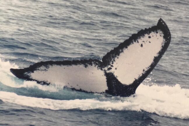 O dorso escuro e a nadadeira de uma baleia-jubarte aparece na superfície do mar