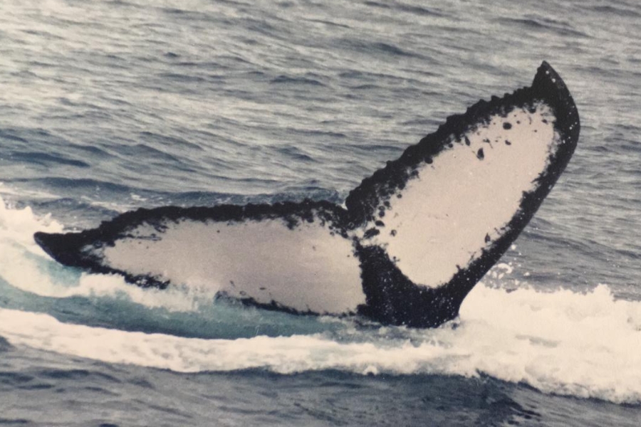 O dorso escuro e a nadadeira de uma baleia-jubarte aparece na superfície do mar