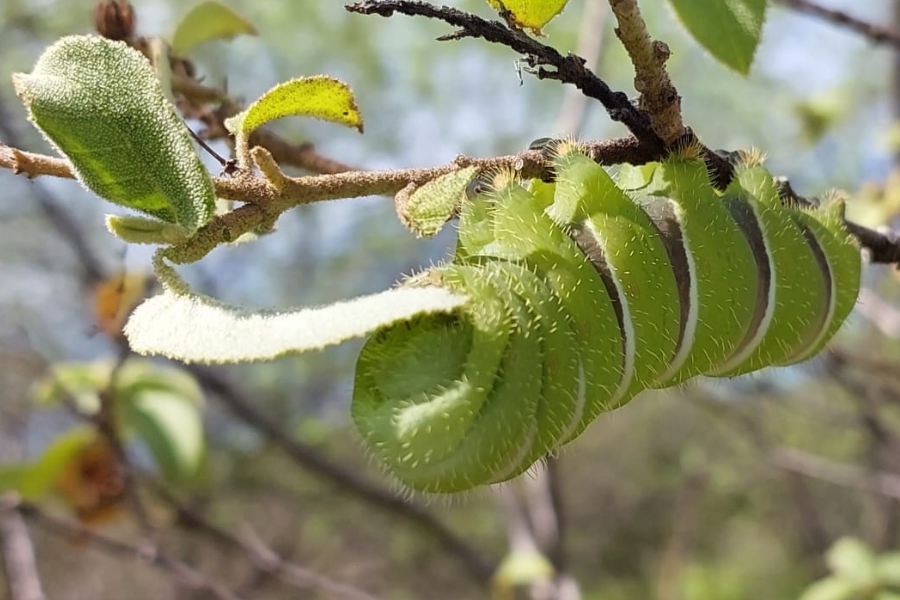 Fotografia em close-up de uma grande lagarta verde e peluda, com listras verticais brancas e pretas pelo corpo, agarrada de cabeça para baixo a um galho fino de uma planta com pequenas folhas verdes.