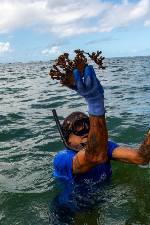 Um mergulhador, utilizando máscara e snorkel, emerge da água segurando com uma mão enluvada um exemplar de coral-de-fogo. Ele veste a camiseta azul do projeto de conservação marinha sob um céu com nuvens esparsas.