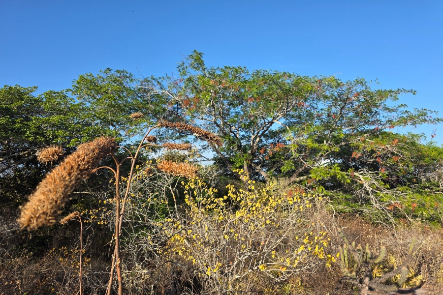 Paisagem de Caatinga sob céu azul limpo. Destacam-se plantas de tons marrons e amarelados em primeiro plano, arbustos secos e árvores verdes ao fundo.