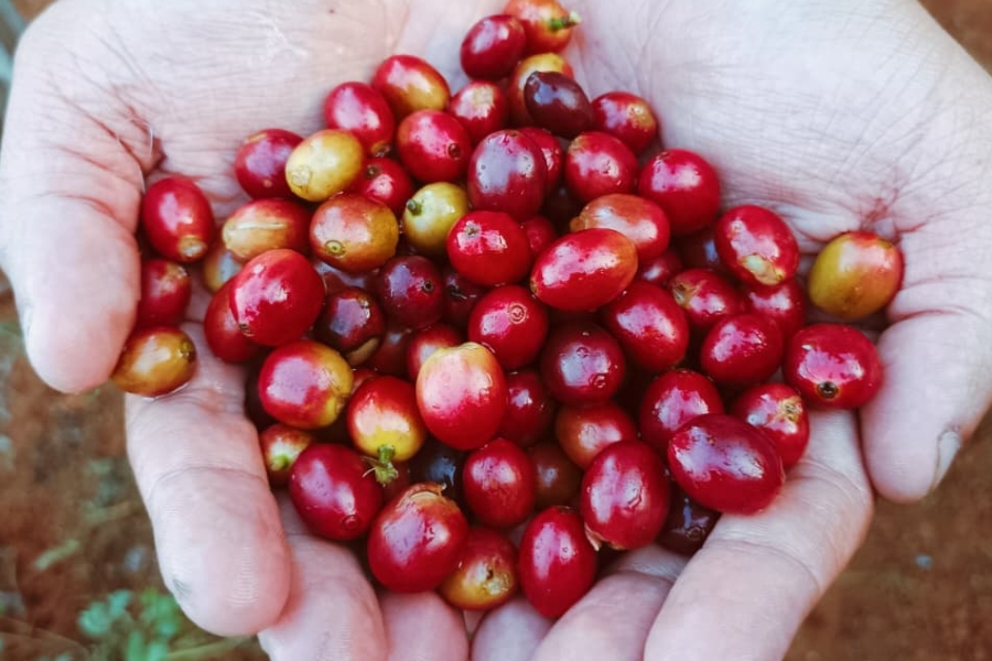 Duas mãos abertas sustentam uma porção acumulada de frutos redondos de café, predominantemente vermelhos maduros, com alguns grãos amarelos.
